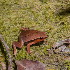 Red and orange frog sitting on moss (Indonesia)