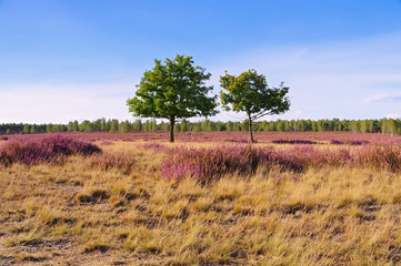 Heidelandschaft im Spätsommer - Heath landscape with flowering Heather