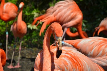 Pink flamingo. Animal