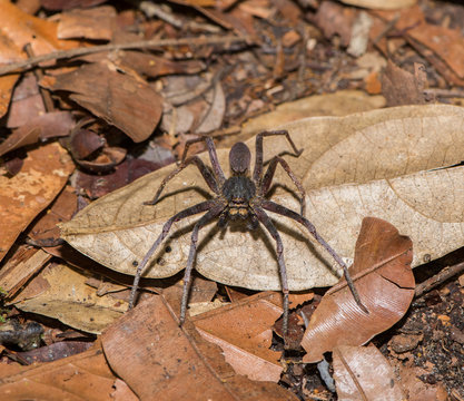 Dark gray spider sits on fallen leaves (Indonesia)
