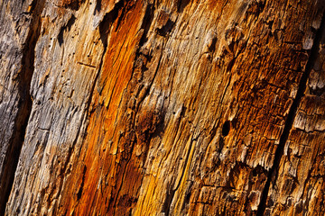 Tree bark pattern