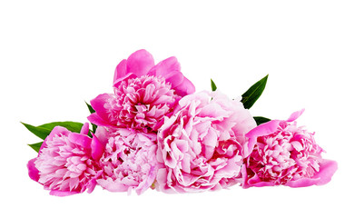 The pink peony on white background.