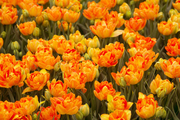 Orange tulips
