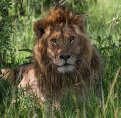 Lion in Africa