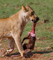 Lion in Africa