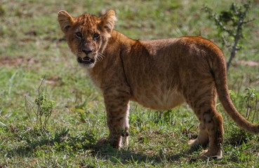 Lion in Africa