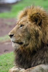 Lion in Africa