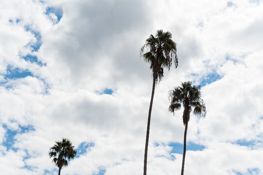 palm trees under a cloudy sky in Los Angeles