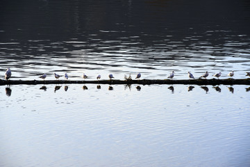 Many seagulls sitting on a barrier against ice on the river Vltava, Prague, Czech Republic

