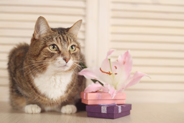 Cat with gifts