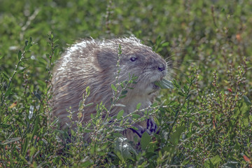 otter sitting in the grass
