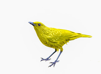 Colorful bird isolated on white background, Yellow bird.