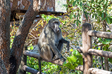 Baboon in Blyde river canyon national park, South Africa. Baboons are some of the largest non-hominoid members of the primate order. They range in size and weight depending on species