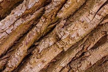 Oak tree bark