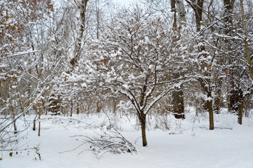 Recreational park after snowstorm