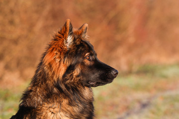 Head of dark sable German Shepherd dog male 