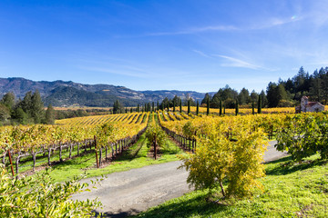 Autumn vineyard in Napa Valley © wollertz