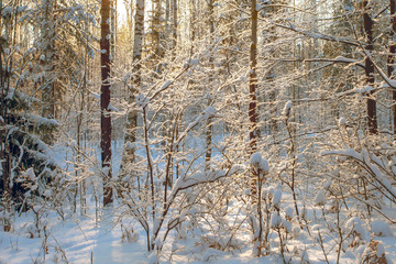 Fototapeta premium beautiful sunny winter day in the forest