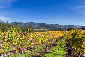 Fototapeta na wymiar Autumn vineyard in Napa Valley