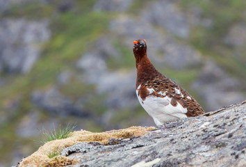The grouse