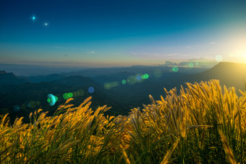 lighting flare effect on Grass flower terraces on highlands with sunset at Phetchabun District,...