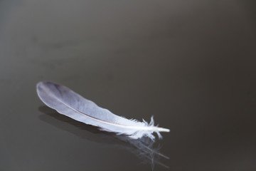 White feather on the glass.
