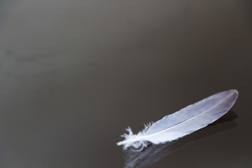 White feather on the glass.