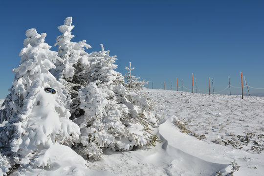 Fir trees, googles, snow and pillars