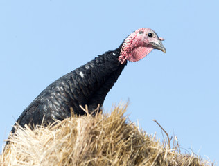 turkey on hay against the blue sky