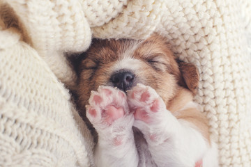 Little puppy squinting, closes his eyes and wants to sleep. Tired little dog on a cozy soft...