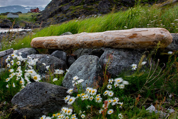 Flowers and driftwood