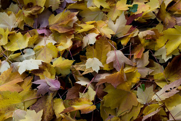 pile of golden leaves