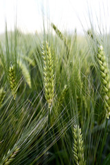 Gr&uuml;ene &Auml;hren auf einem Feld