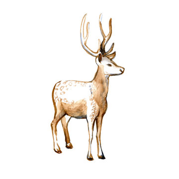 Deer. Watercolor illustration.