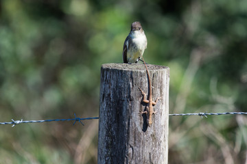 Bird and lizard on fence post