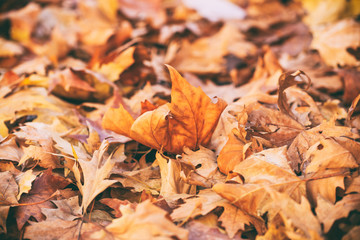 Dried maple leaves background