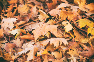 Dried maple leaves background
