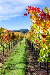 colorful vineyard in autumn