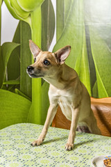 pensive dog at the kitchen table 