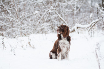 springer spaniel dog outdoors on a snowy winter day