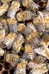 Bees on a framework with honey in the apiary