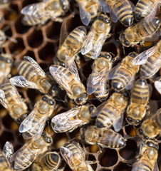 Bees on a framework with honey in the apiary