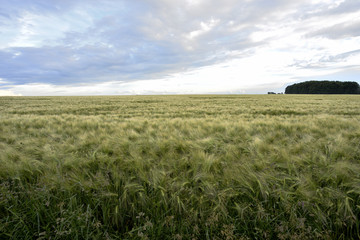 Kornfeld bei Sonnenschein und Wolkenhimmel