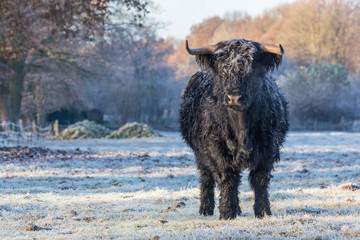 Black scottish highlander cow in winter landscape