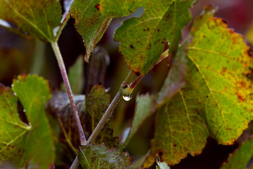 morning due on the vineyard