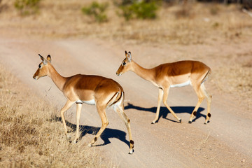 Impalas in South Africa