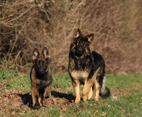 Two dark sable longcoated German shepherd dogs
