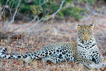 Young male leopard