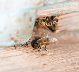 bees in the apiary