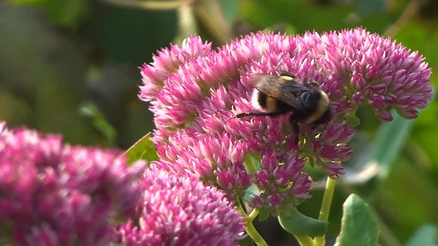 Eine Hummel krabbelt auf den Bl&uuml;ten einer Fetthenne (Makroaufnahme)
